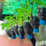 Reciclaje de botellas de plástico en el hogar: ideas creativas para el jardín