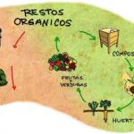 Reciclaje de materia orgánica: Compostaje y beneficios para el suelo